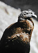 Andean Condor