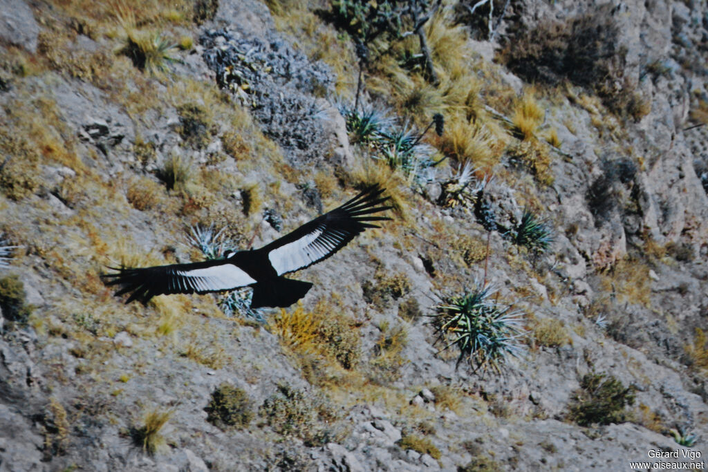 Condor des Andesadulte, Vol