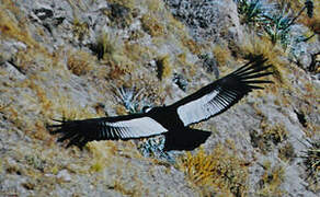 Condor des Andes