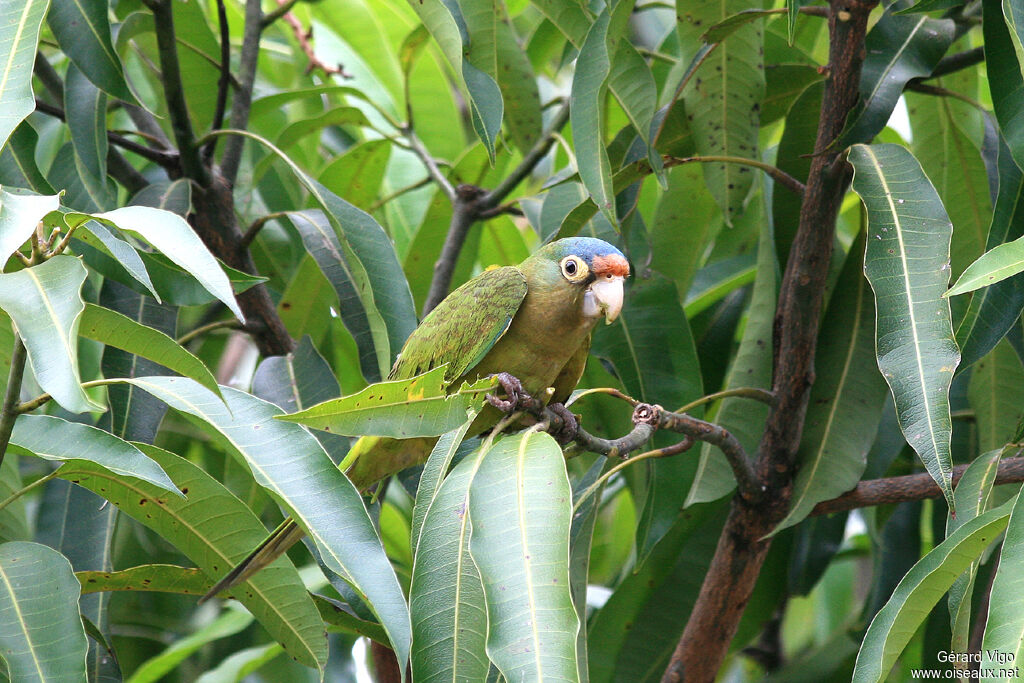 Conure à front rougeadulte