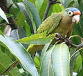 Conure à front rouge