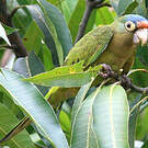 Conure à front rouge