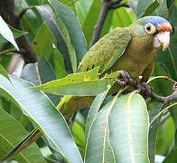 Orange-fronted Parakeet