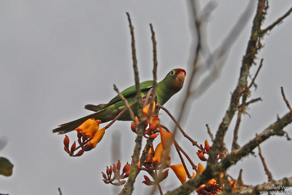 Conure de Finschadulte