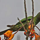 Conure de Finsch