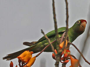 Conure de Finsch