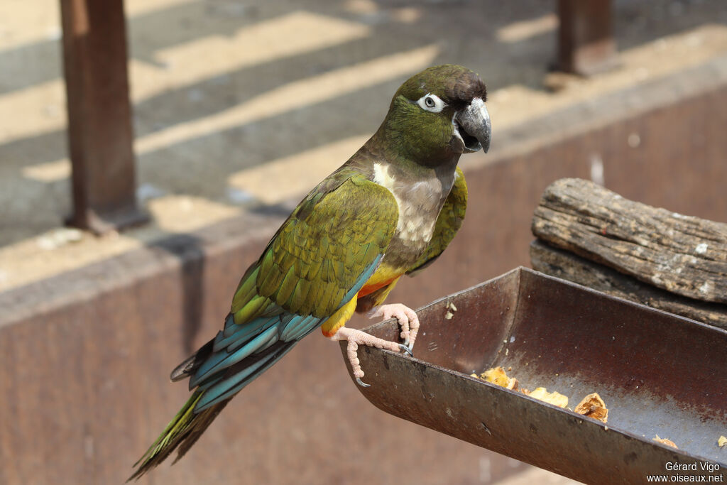 Burrowing Parrotadult