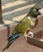 Conure de Patagonie