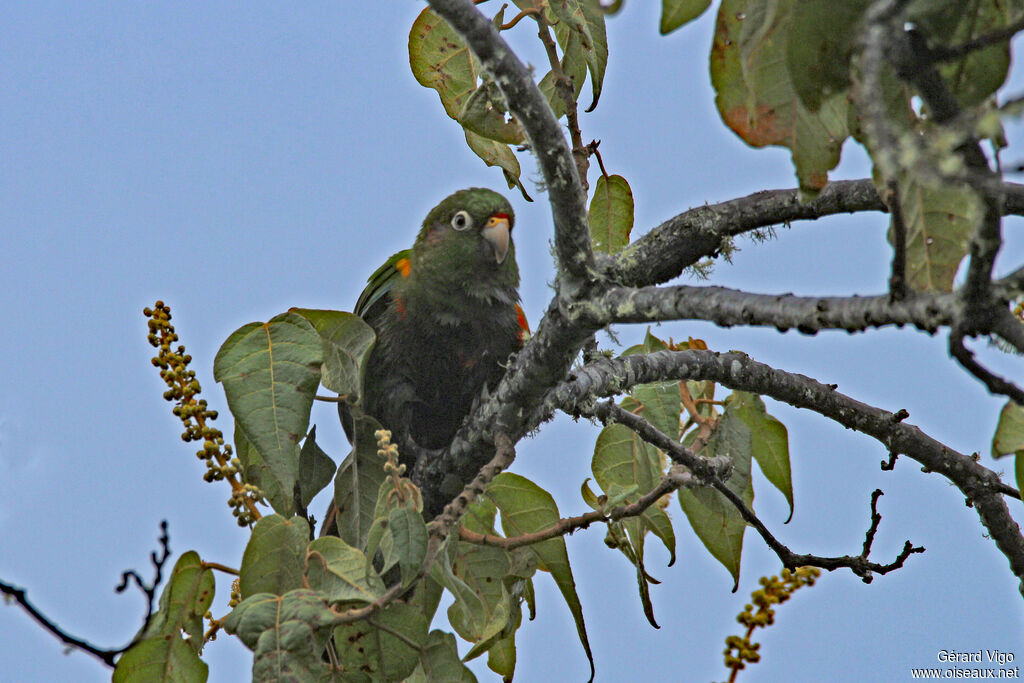 Conure de Santa Marta adulte