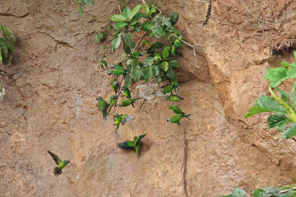 Dusky-headed Parakeetadult