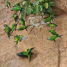 Conure de Weddell