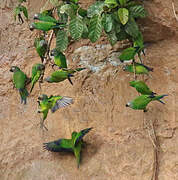 Dusky-headed Parakeet