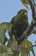 Santa Marta Parakeet