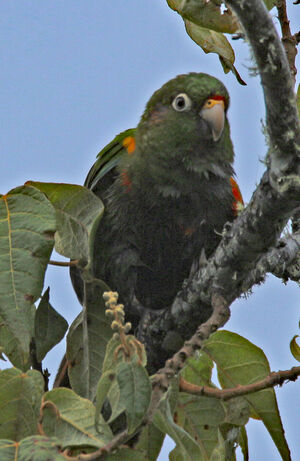 Conure des Santa Marta