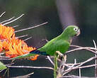 Conure naine