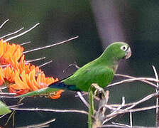 Conure naine