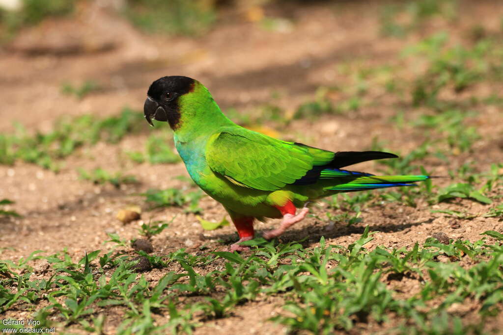 Conure nandayadulte nuptial, identification