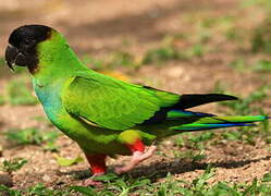 Nanday Parakeet