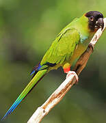 Nanday Parakeet