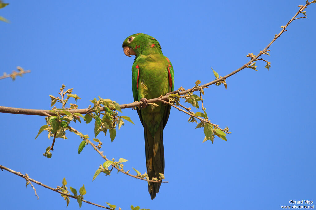 Conure pavouaneadulte