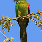 Conure pavouane