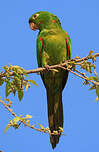 Conure pavouane