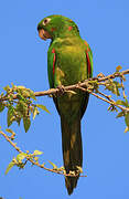 White-eyed Parakeet