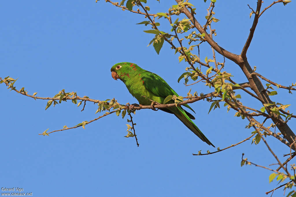 White-eyed Parakeetadult, identification