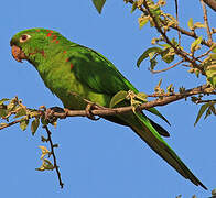 White-eyed Parakeet