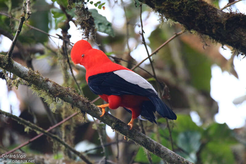 Andean Cock-of-the-rock male adult, identification