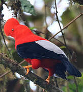 Andean Cock-of-the-rock