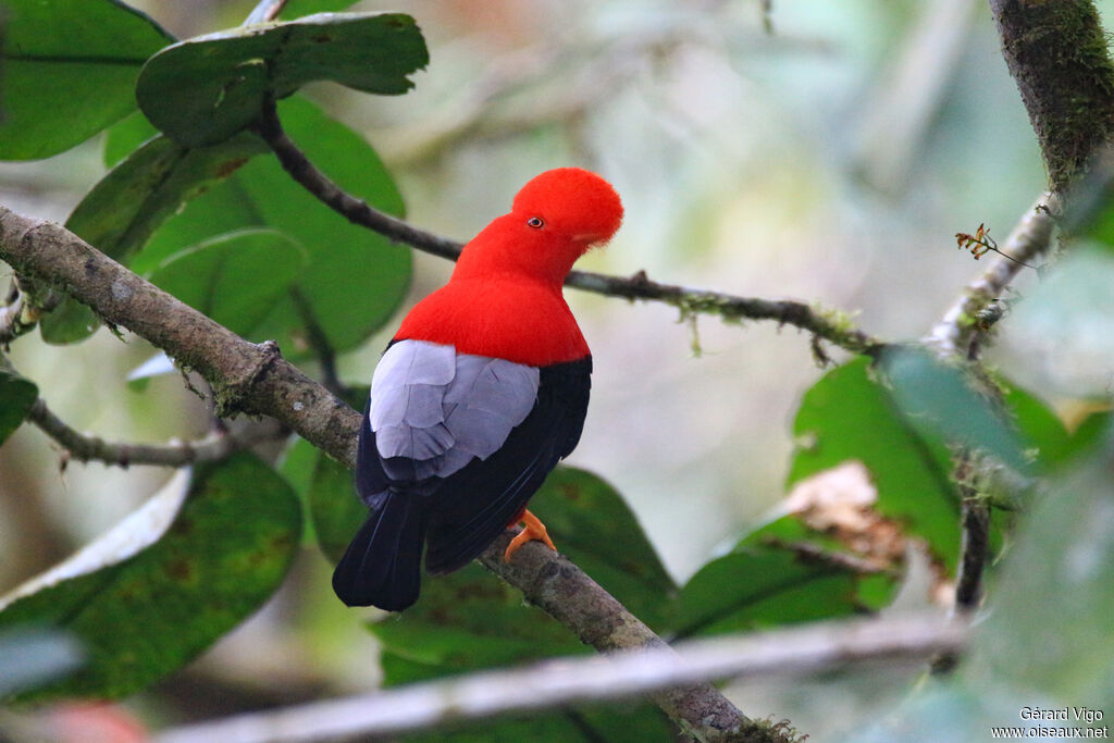 Andean Cock-of-the-rock male adult