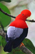 Andean Cock-of-the-rock