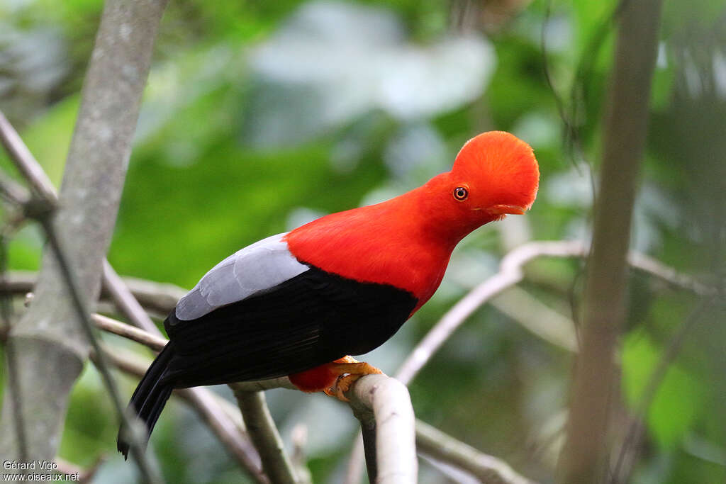 Coq-de-roche péruvien mâle adulte, identification