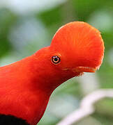 Andean Cock-of-the-rock