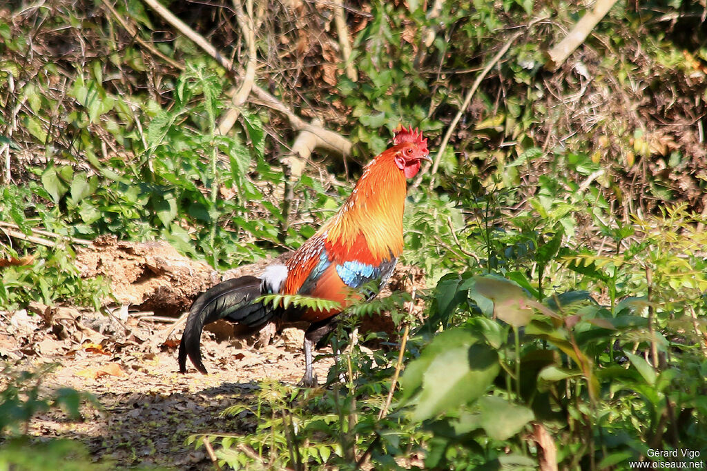 Red Junglefowl male adult