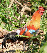 Red Junglefowl