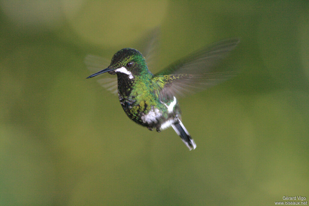 Green Thorntail female adult, Flight