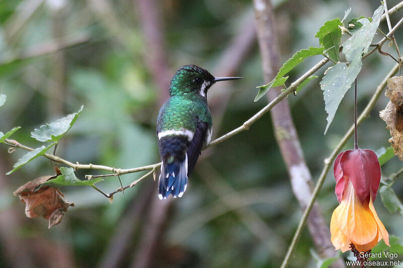 Green Thorntail female adult