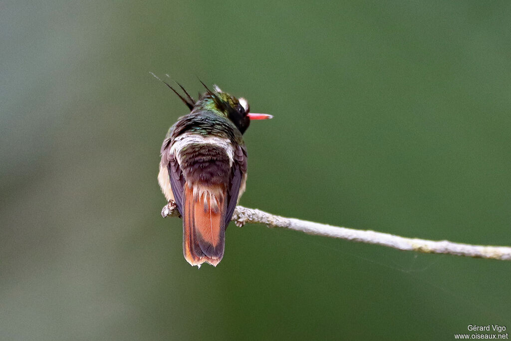 White-crested Coquetteadult