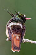 White-crested Coquette