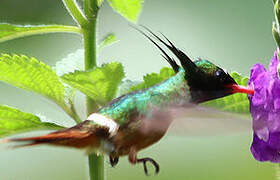 White-crested Coquette