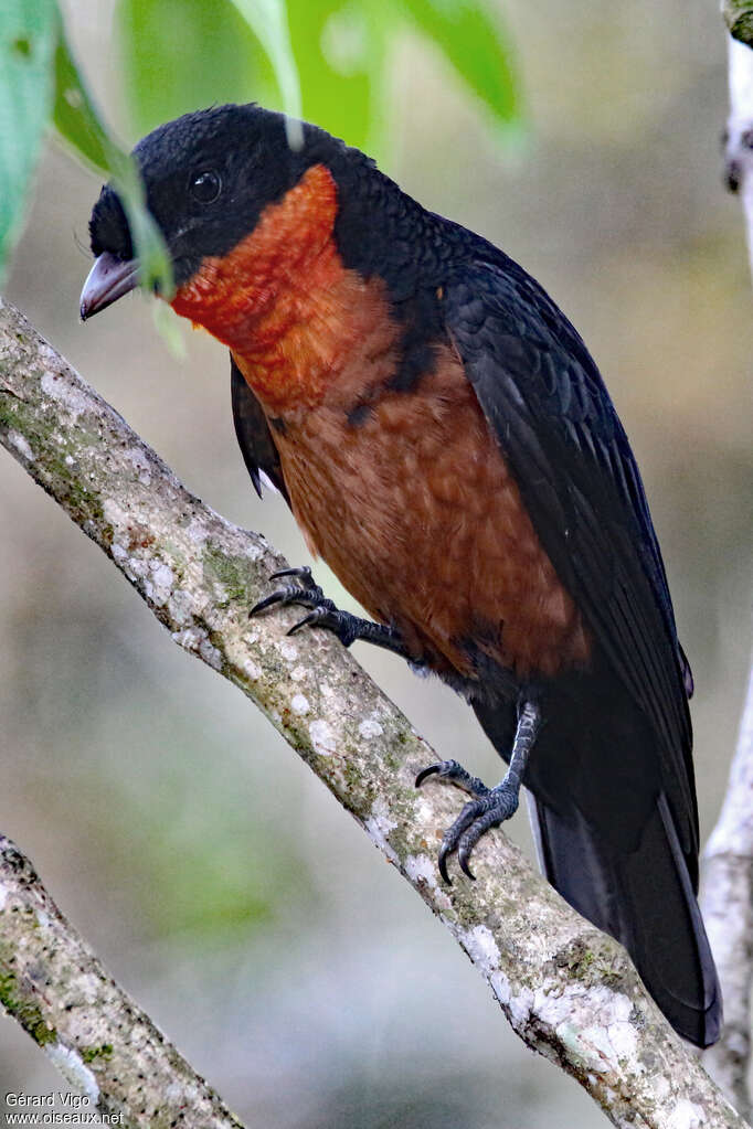 Red-ruffed Fruitcrowadult, close-up portrait