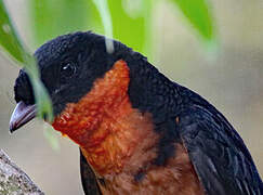 Red-ruffed Fruitcrow