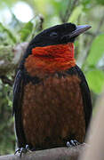 Red-ruffed Fruitcrow