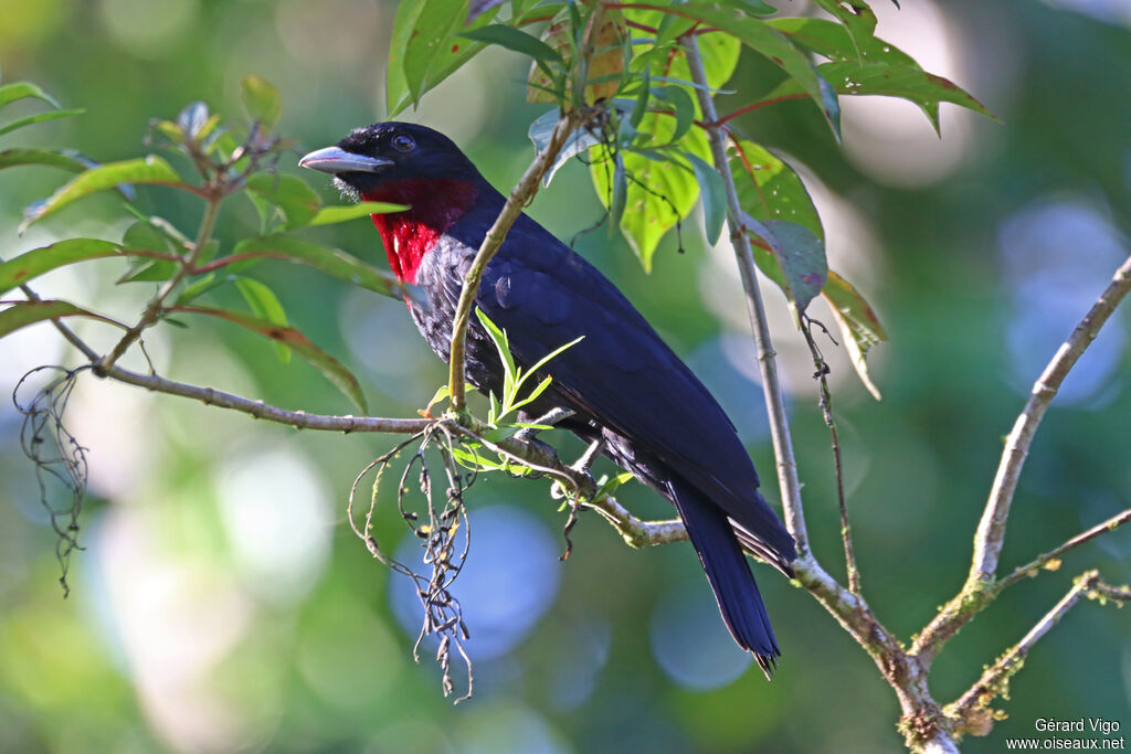 Purple-throated Fruitcrow male adult