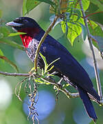 Purple-throated Fruitcrow