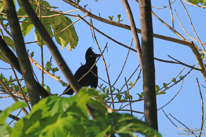 Amazonian Umbrellabird female adult