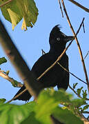 Amazonian Umbrellabird