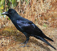 Large-billed Crow